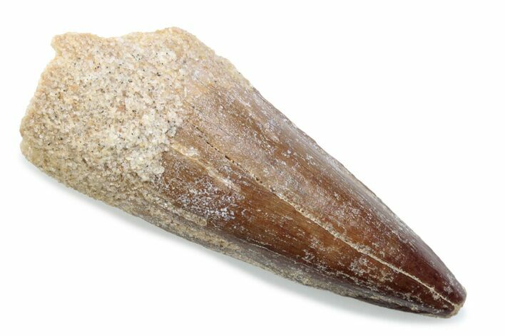 Fossil Spinosaurus Tooth - Real Dinosaur Tooth #370529